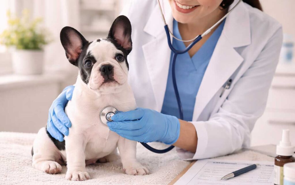 Why Are French Bulldogs So Expensive? 12 Real Reasons Explained