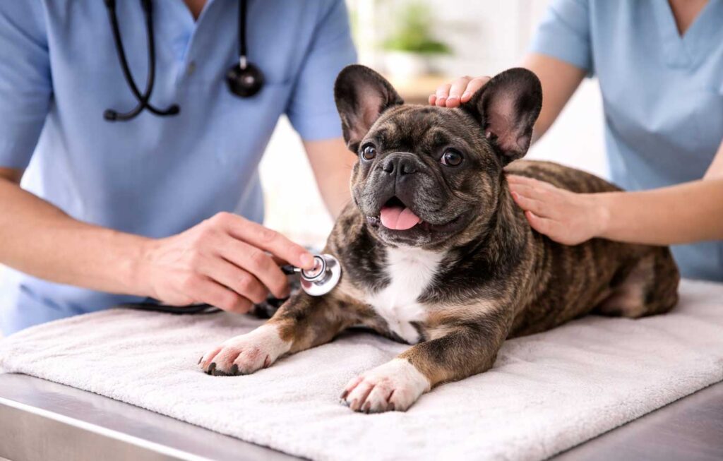 French Bulldog Surgery Cost in USA (2026): Complete Guide for Owners