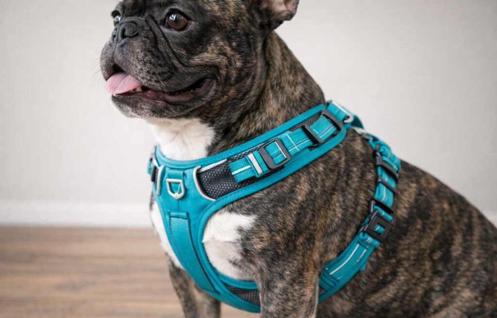 Best Harness for French Bulldogs That Don’t Choke
