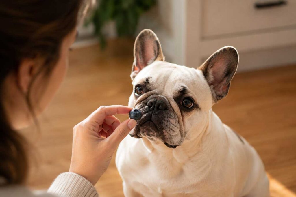 Safe way to feed blueberries to a French Bulldog