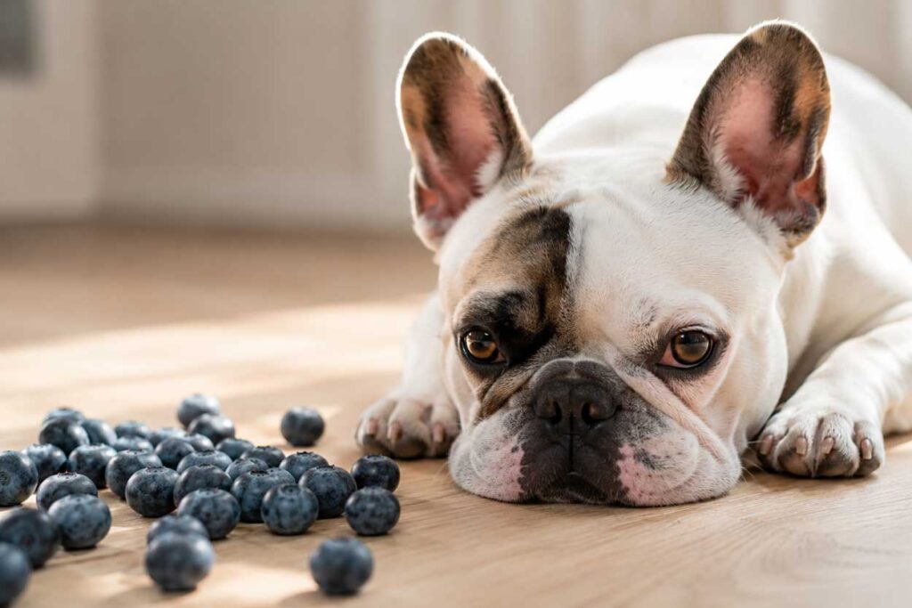 Health benefits of blueberries for French Bulldogs