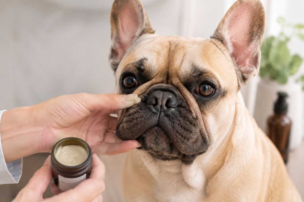 how to clean French Bulldog nose folds