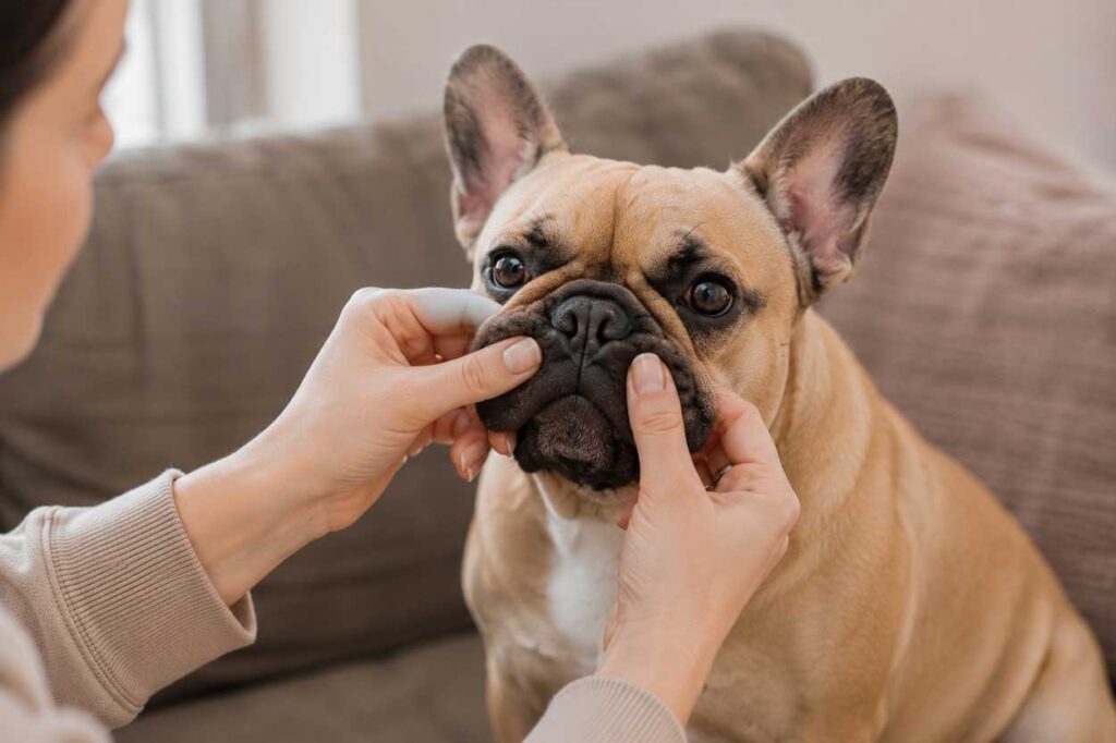 how to clean French Bulldog nose folds
