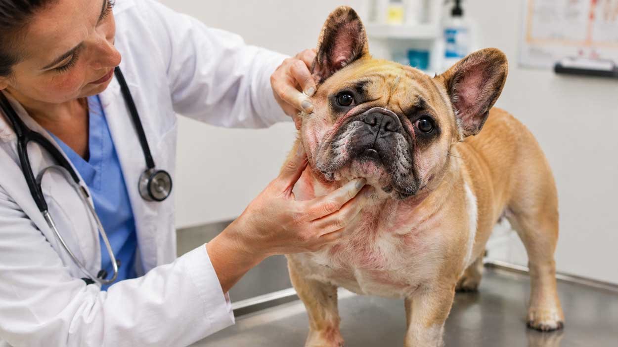 French Bulldog skin problems
