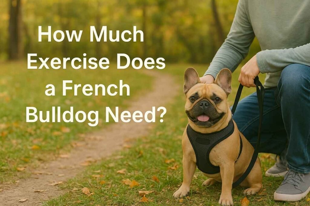 How Much Exercise Does a French Bulldog Need?